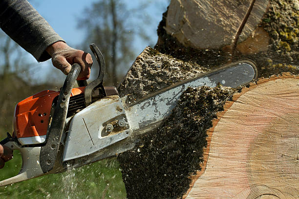 The Steps Involved in Our Tree Care Process in Esko, MN